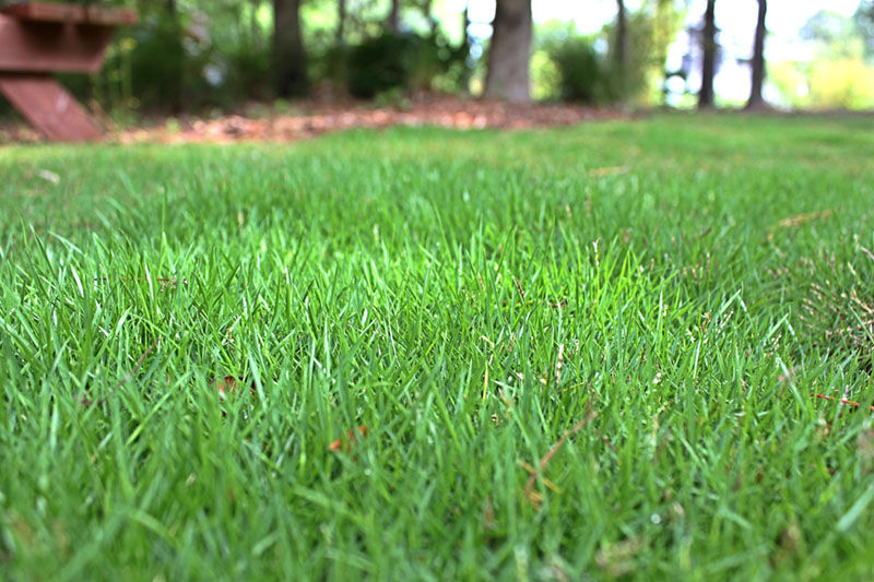 Green Bermudagrass grown from our local Georgia sod farm