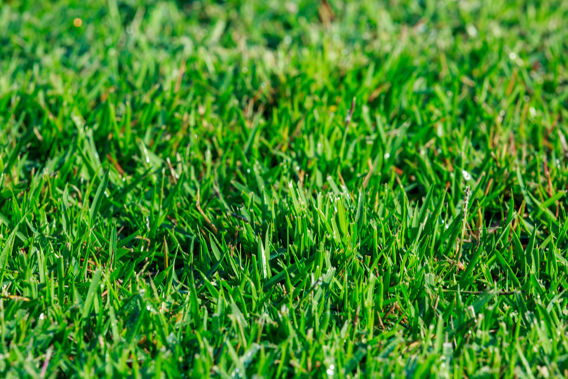 Close up of Empire Zoysia sod grass