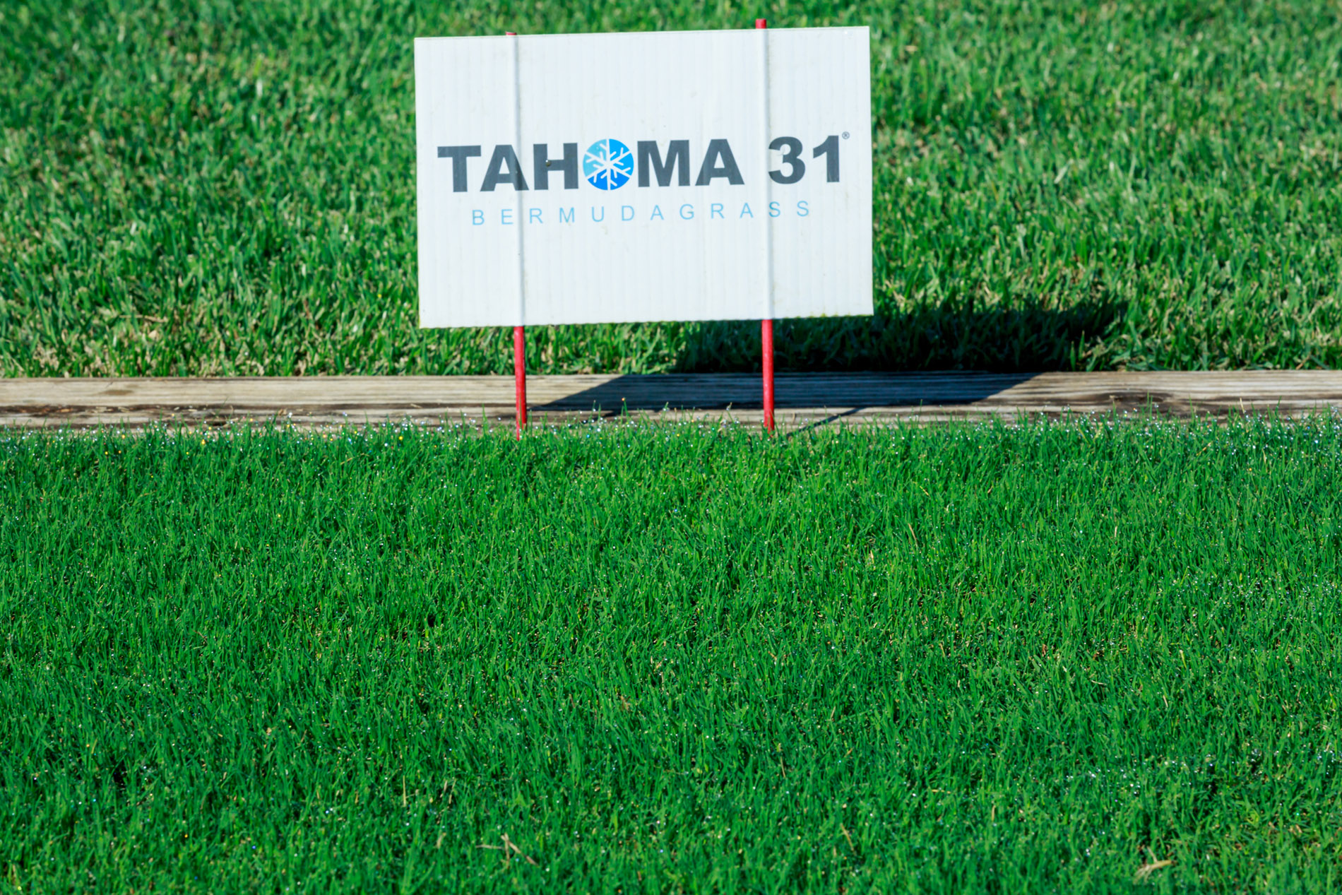 Picture showcasing our luxury Tahoma 31 Bermudagrass sod