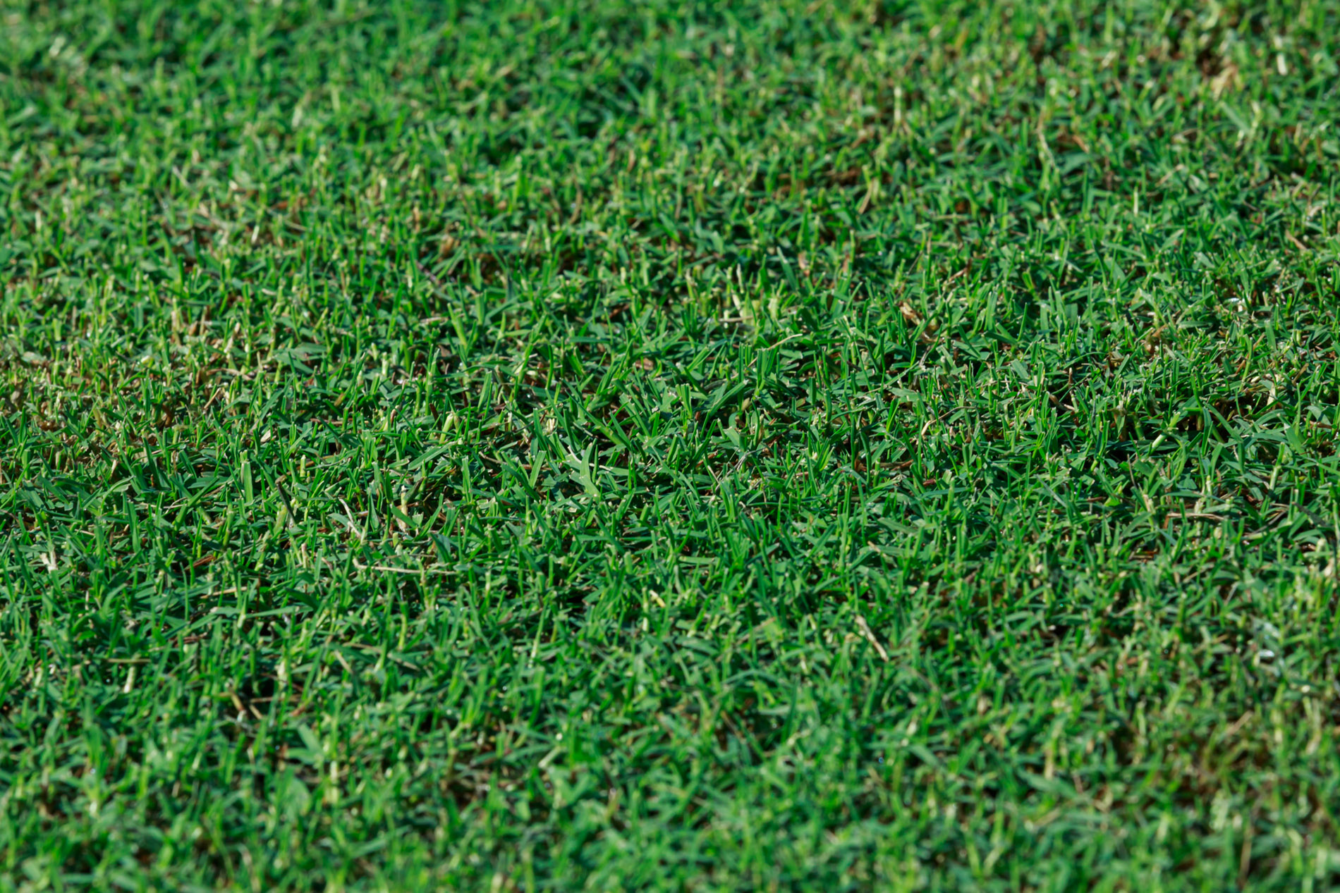 Featured image for “Tahoma 31 Bermudagrass”