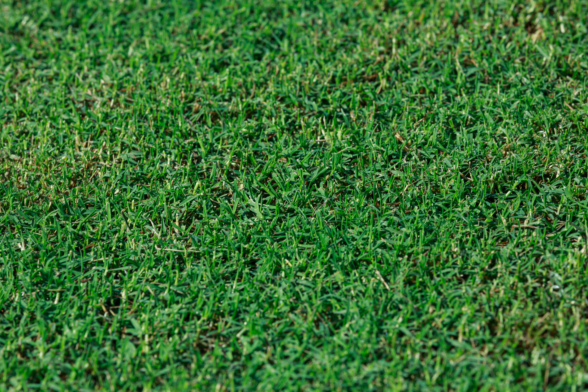 Tahoma 31 Bermudagrass Legacy Turf Farms