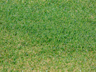 Tifway 419 Bermuda 1-small