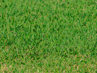 Tifway 419 Bermuda 31 of 256-small