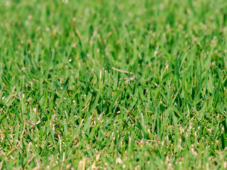 Tifway 419 Bermuda 36 of 256-small
