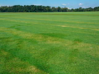 Tifway 419 Bermuda 37 of 256-small-2
