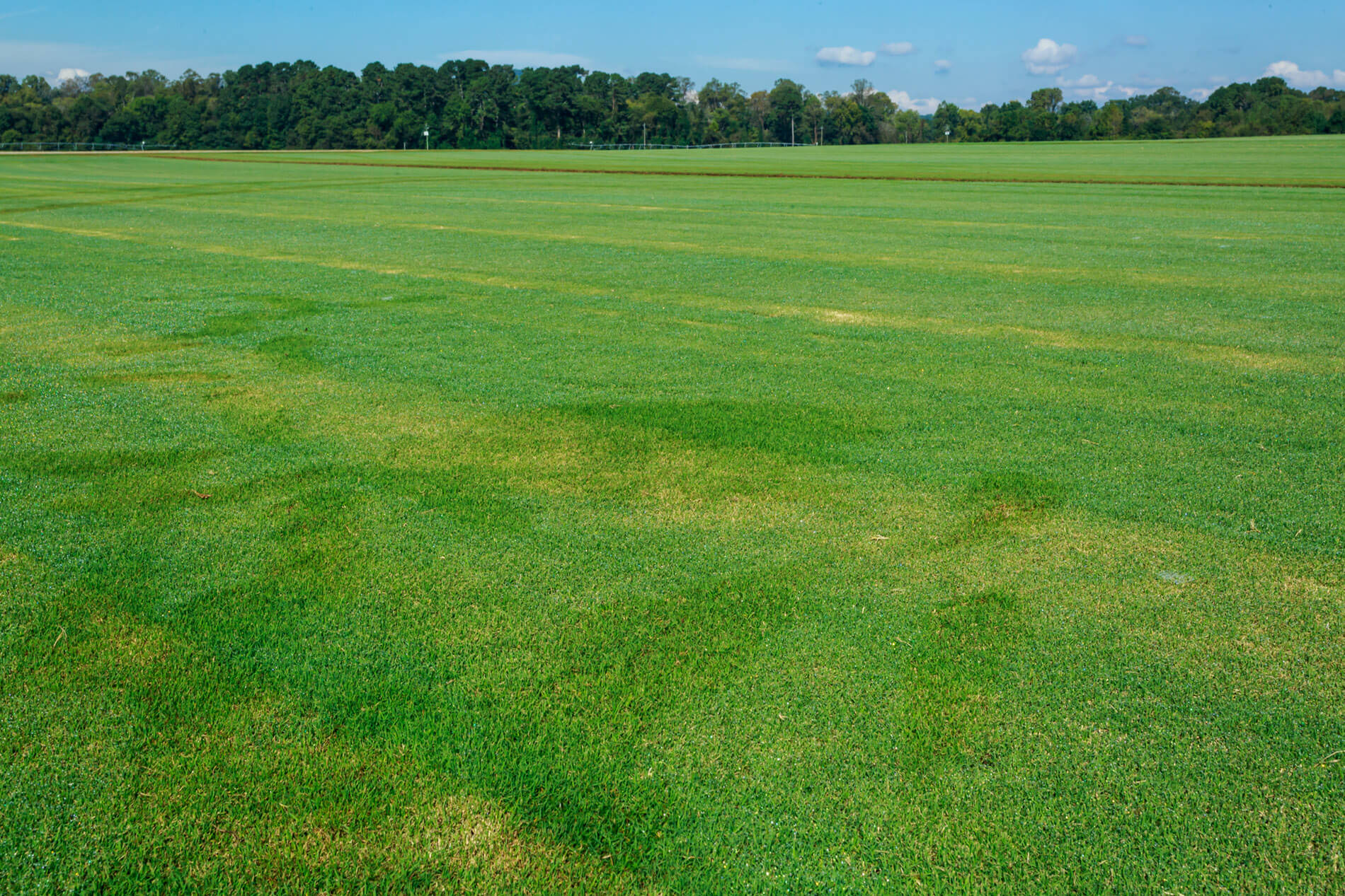 Fields as far as the eye can see of beautiful green grass ready to be harvested and sold as pallets of sod