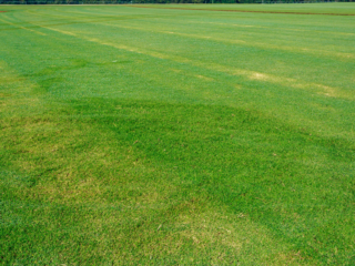 Tifway 419 Bermuda 39 of 256-small-2