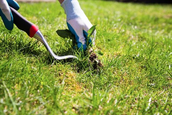 Featured image for “How to Prevent and Control Weeds in Your Yard”