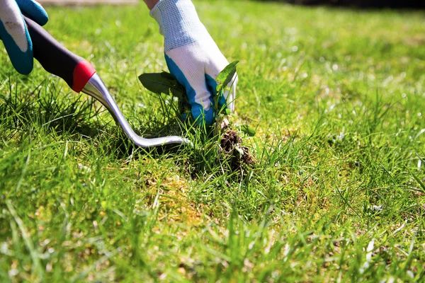 how-to-prevent-and-control-weeds-in-your-yard-legacy-turf-farms