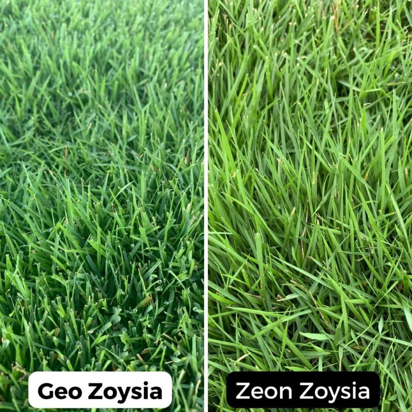 Difference between Geo Zoysia and Zeon Zoysia