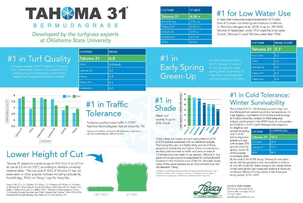 Infographic explaining the superior advantages to choosing Tahoma 31 Bermudagrass sod