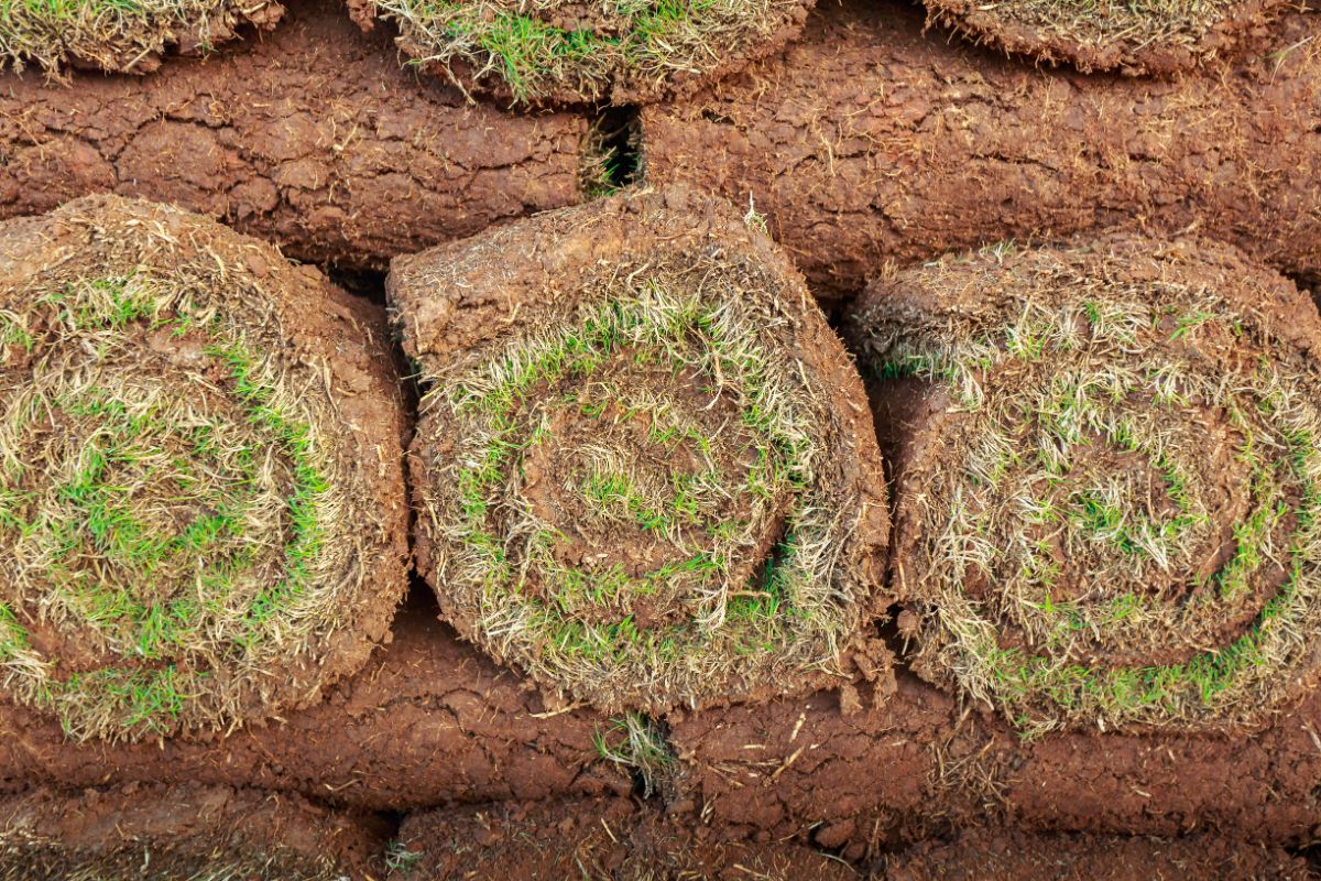 Featured image for “Why Buying Certified Sod Matters”