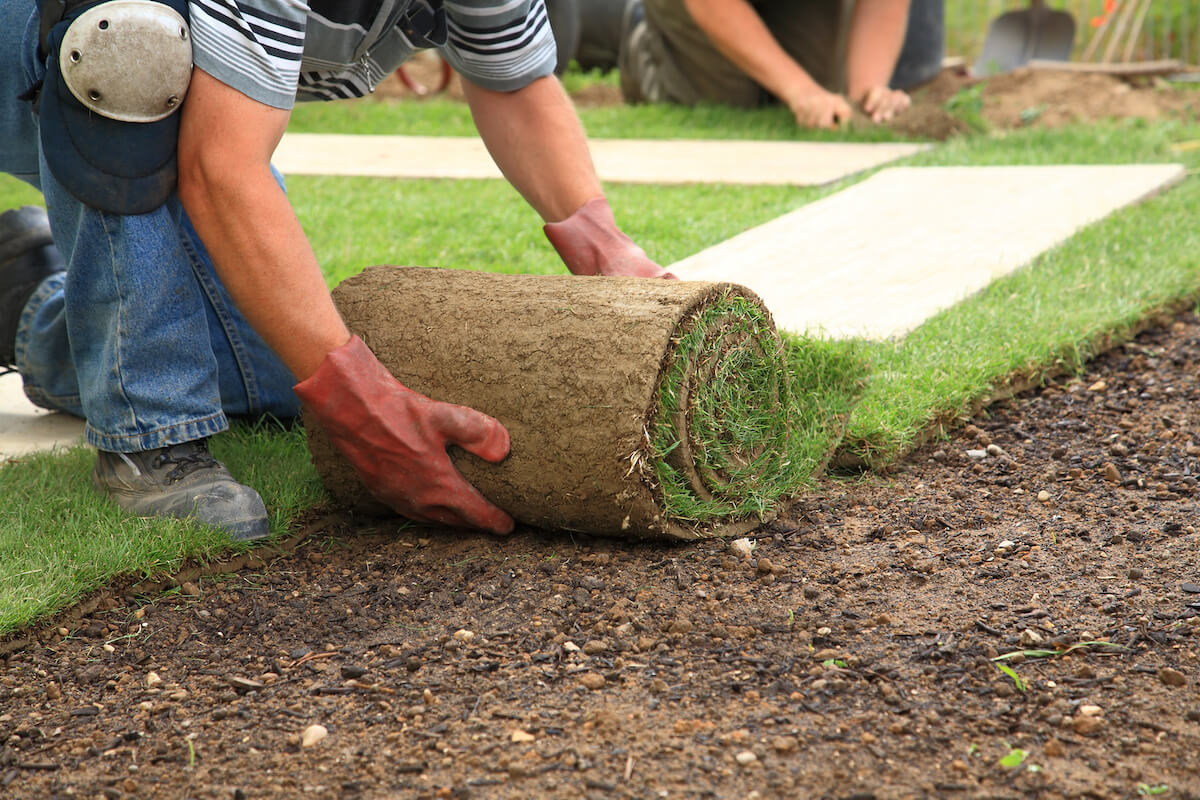 Man installing sod on a lawn