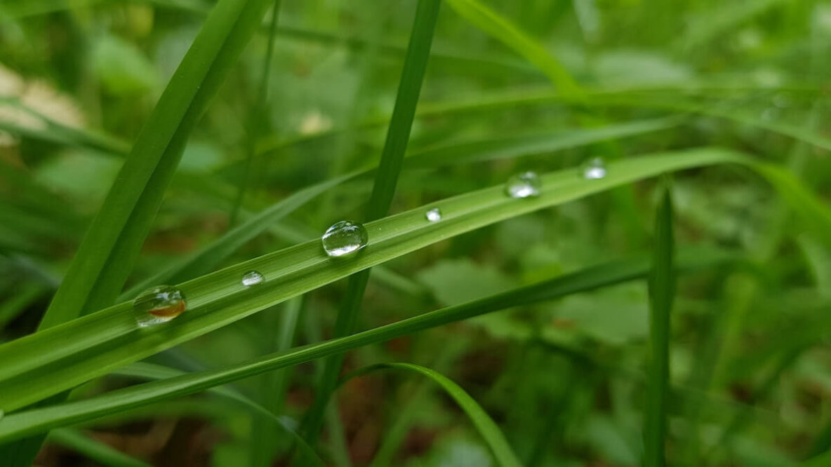 Grass with water droplets
