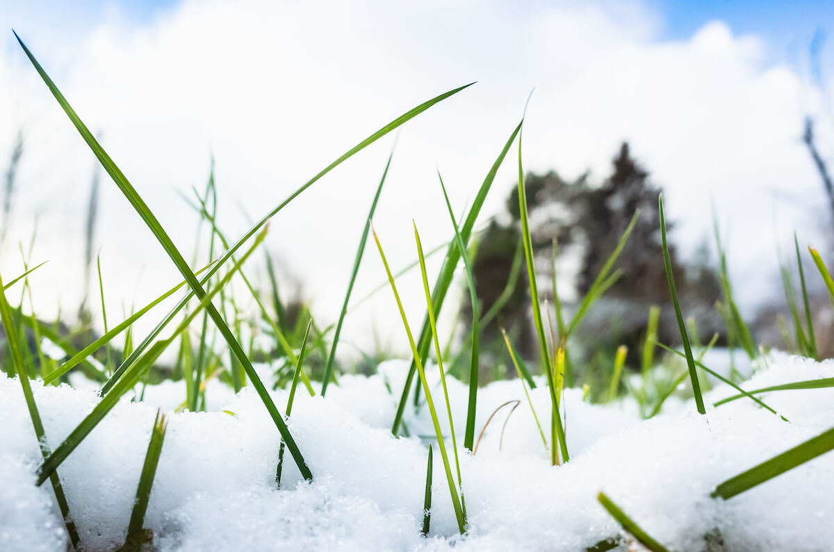 Featured image for “5 Winter Lawn Care Tips”