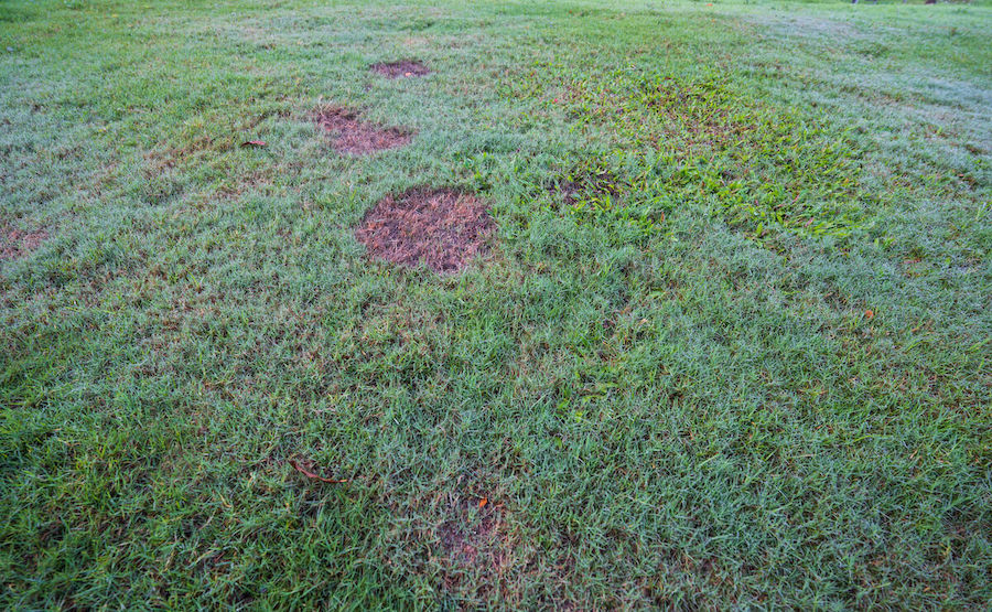Featured image for “Identifying and Treating Lawn Fungus”