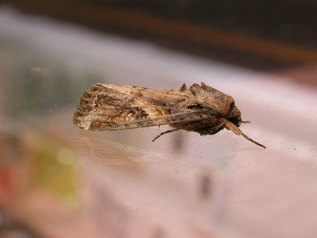 an adult fall armyworm moth