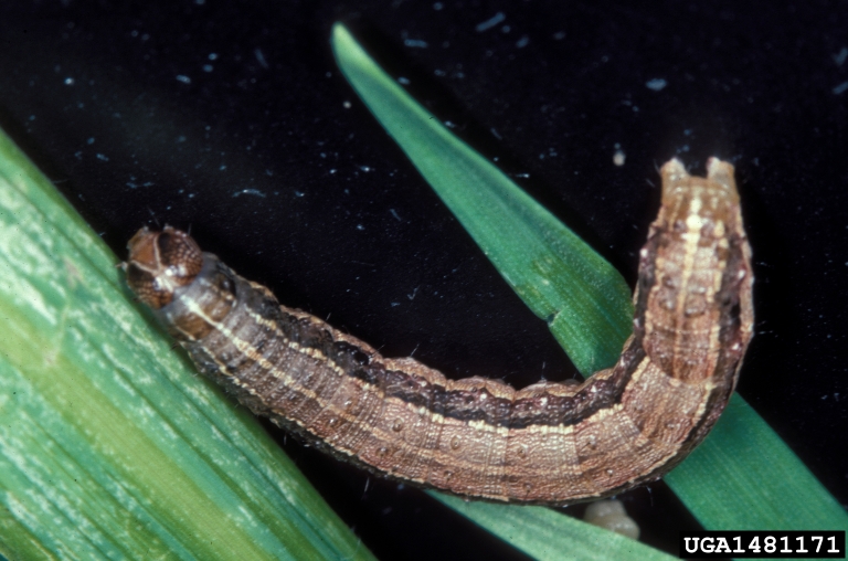 caterpillar stage fall armyworm