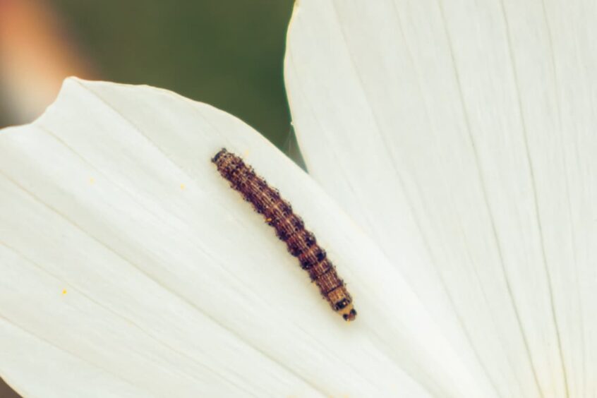 armyworm on a flower