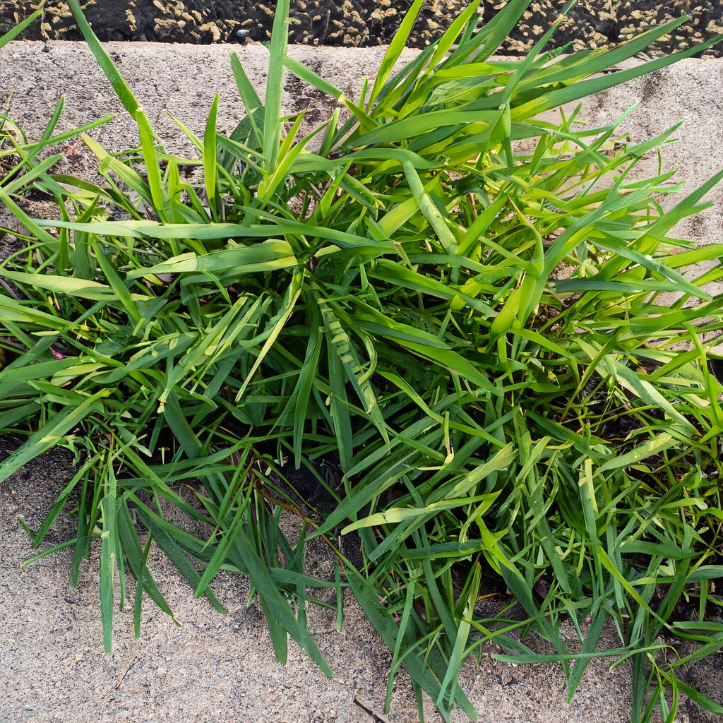 Crabgrass growing along a sidewalk