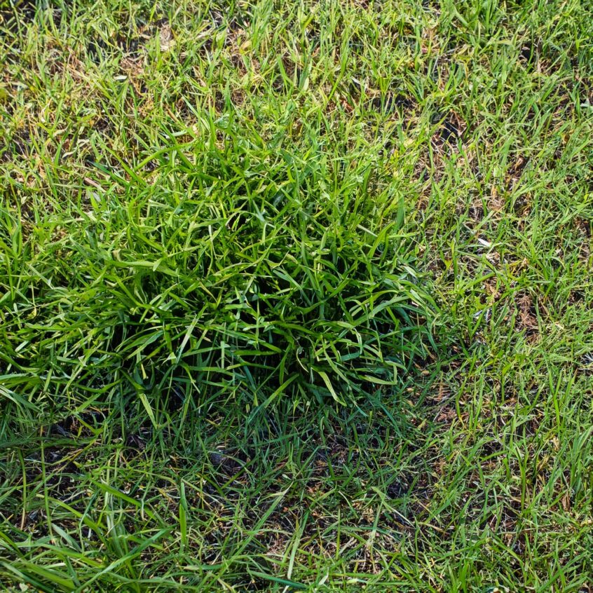 Crabgrass in a patchy lawn