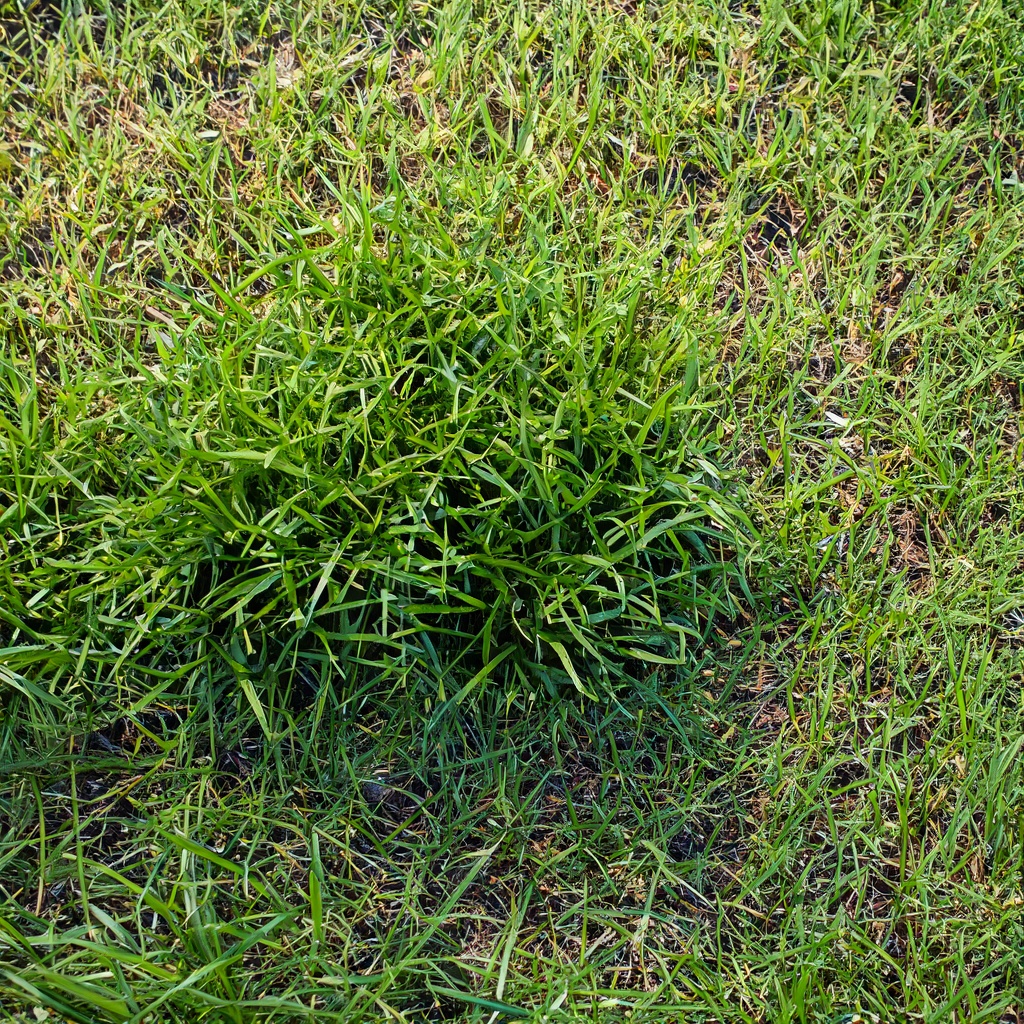 Featured image for “Everything you Need to Know About Crabgrass”