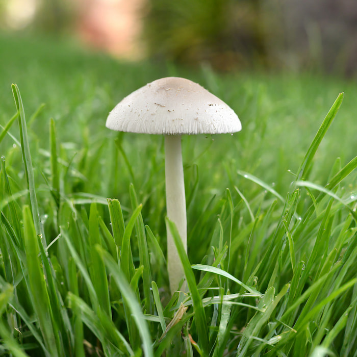 A mushroom growing from a green lawn